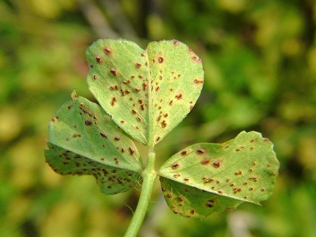زنگ يونجه  (Alfalfa rust)